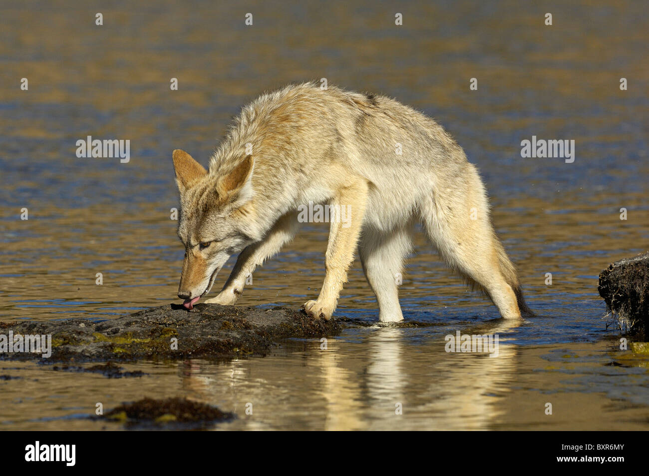 Coyote walking across rocks on the Yellowstone River Stock Photo