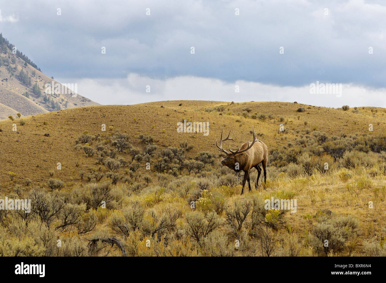 Bull Elk on a cloudy day. Stock Photo
