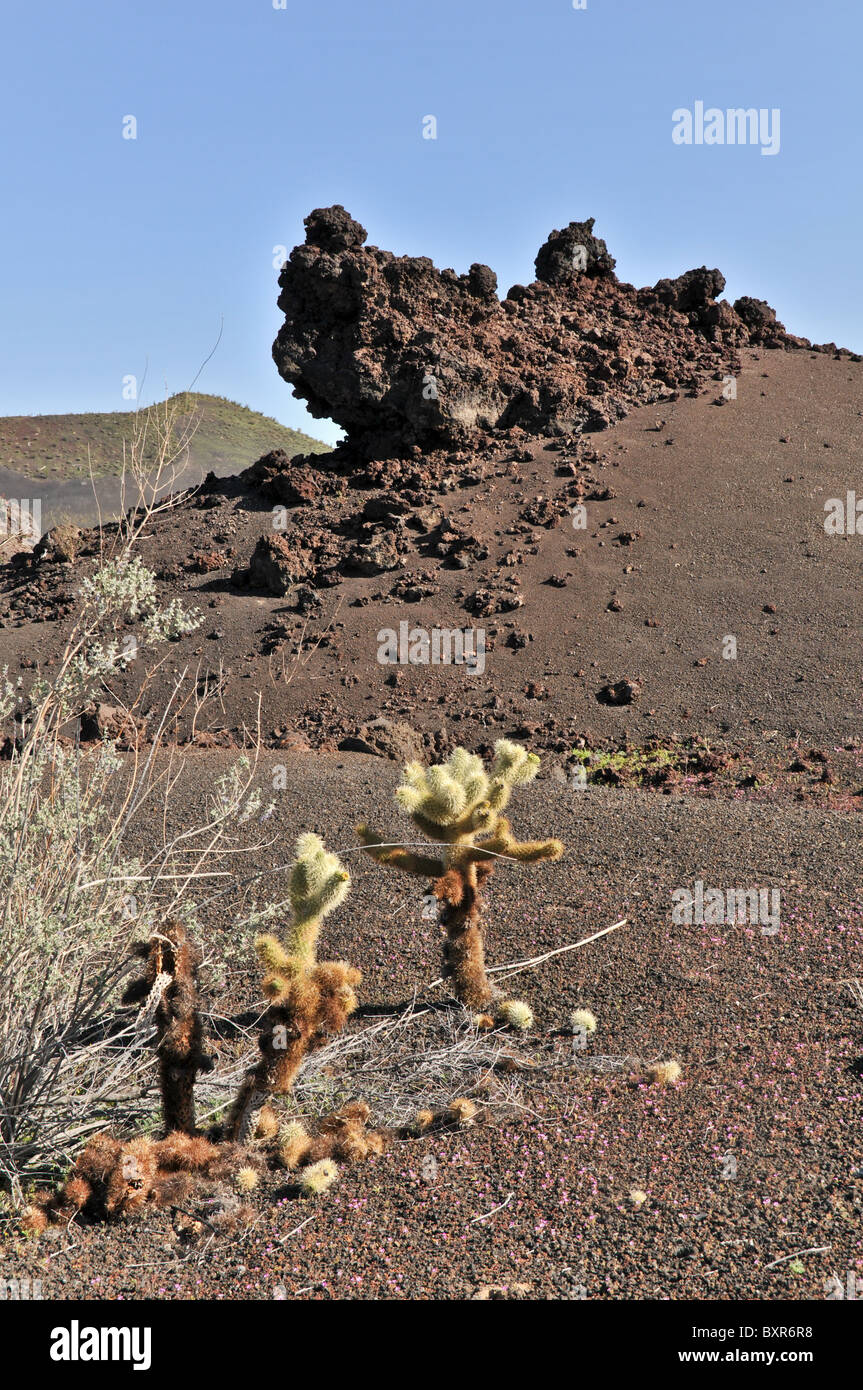Rough shaped lava with Teddy Bear Cactus in foreground, El Pinacate Biosphere Reserve, Sonora, Mexico Stock Photo