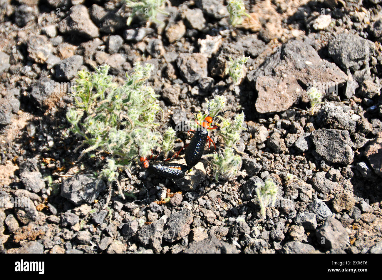 Master Blister Beetles (Lytta magister) mating on top of El Tecolote Cinder Cone, El Pinacate Biosphere Reserve, Sonora, Mexico Stock Photo