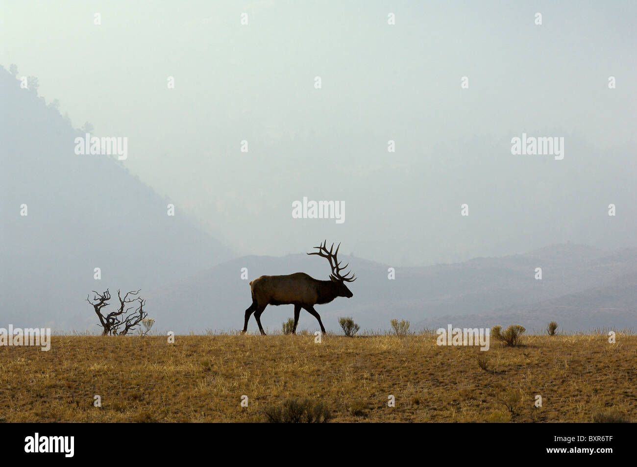 A beautiful Bull Elk silhouetted against a smoky mountain backdrop in Yellowstone National Park. Stock Photo