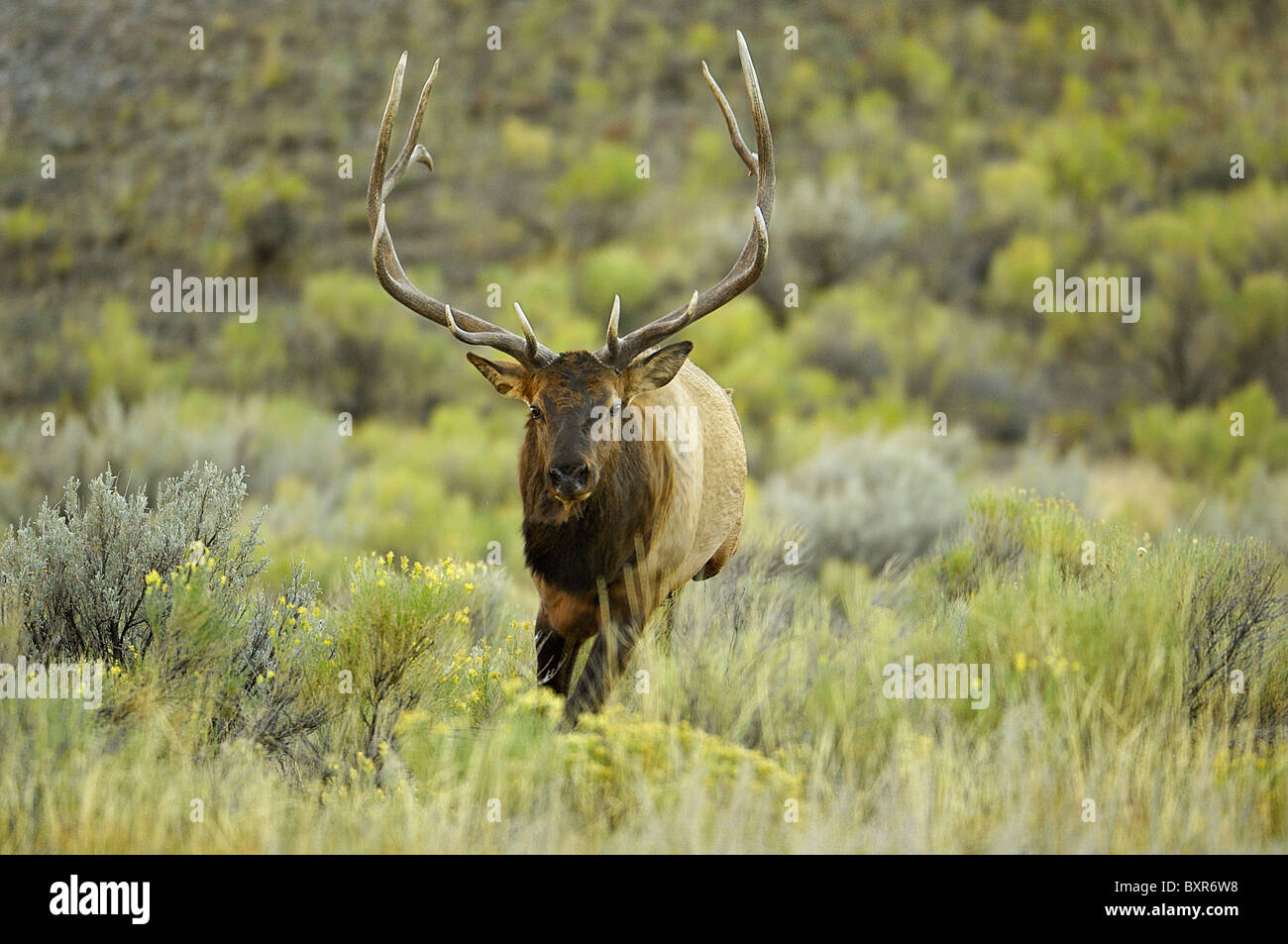 Bull Elk running into the camera. Stock Photo