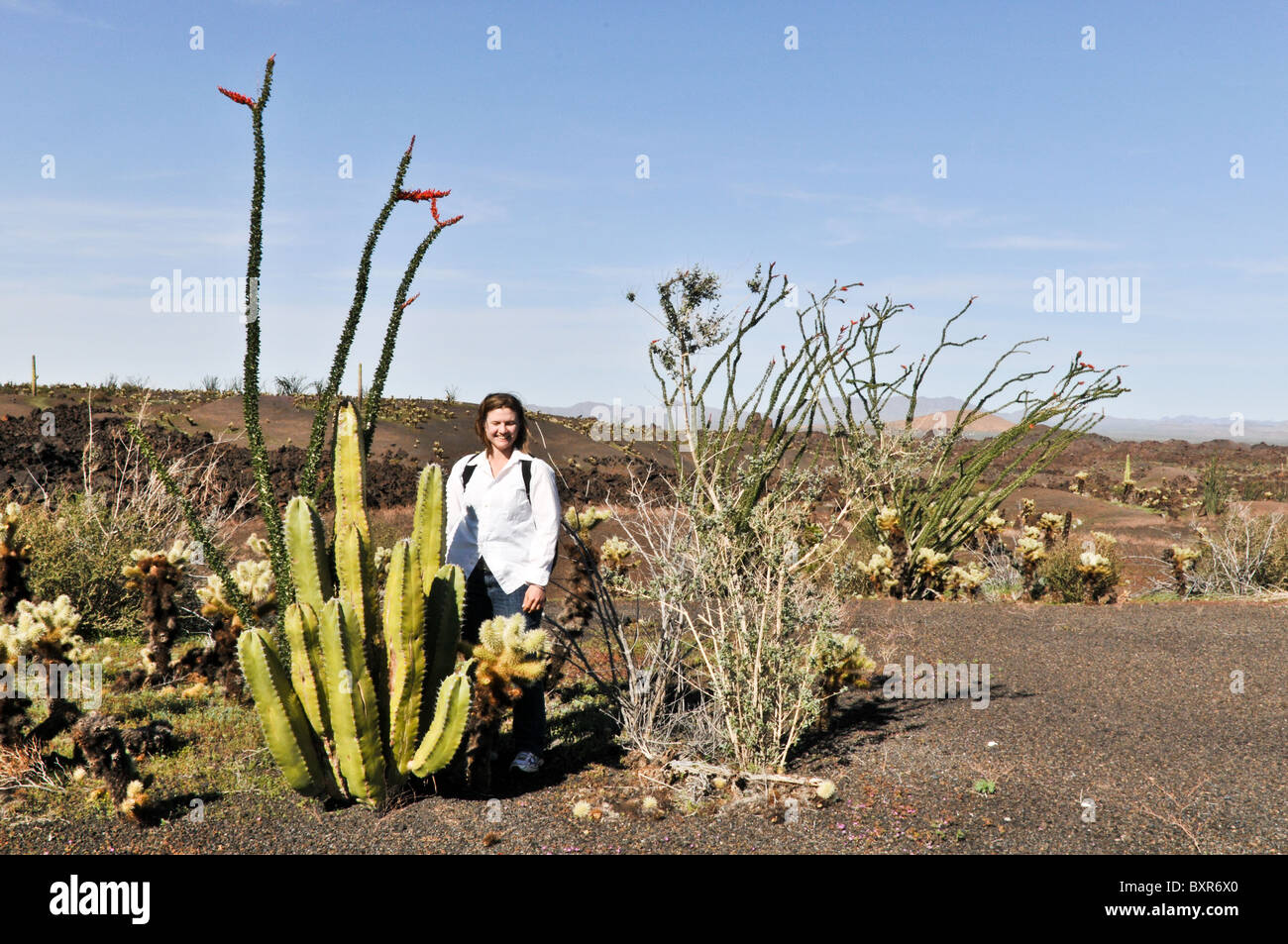 Woman with young Senita Cactus, El Pinacate Biosphere Reserve, Sonora, Mexico Stock Photo