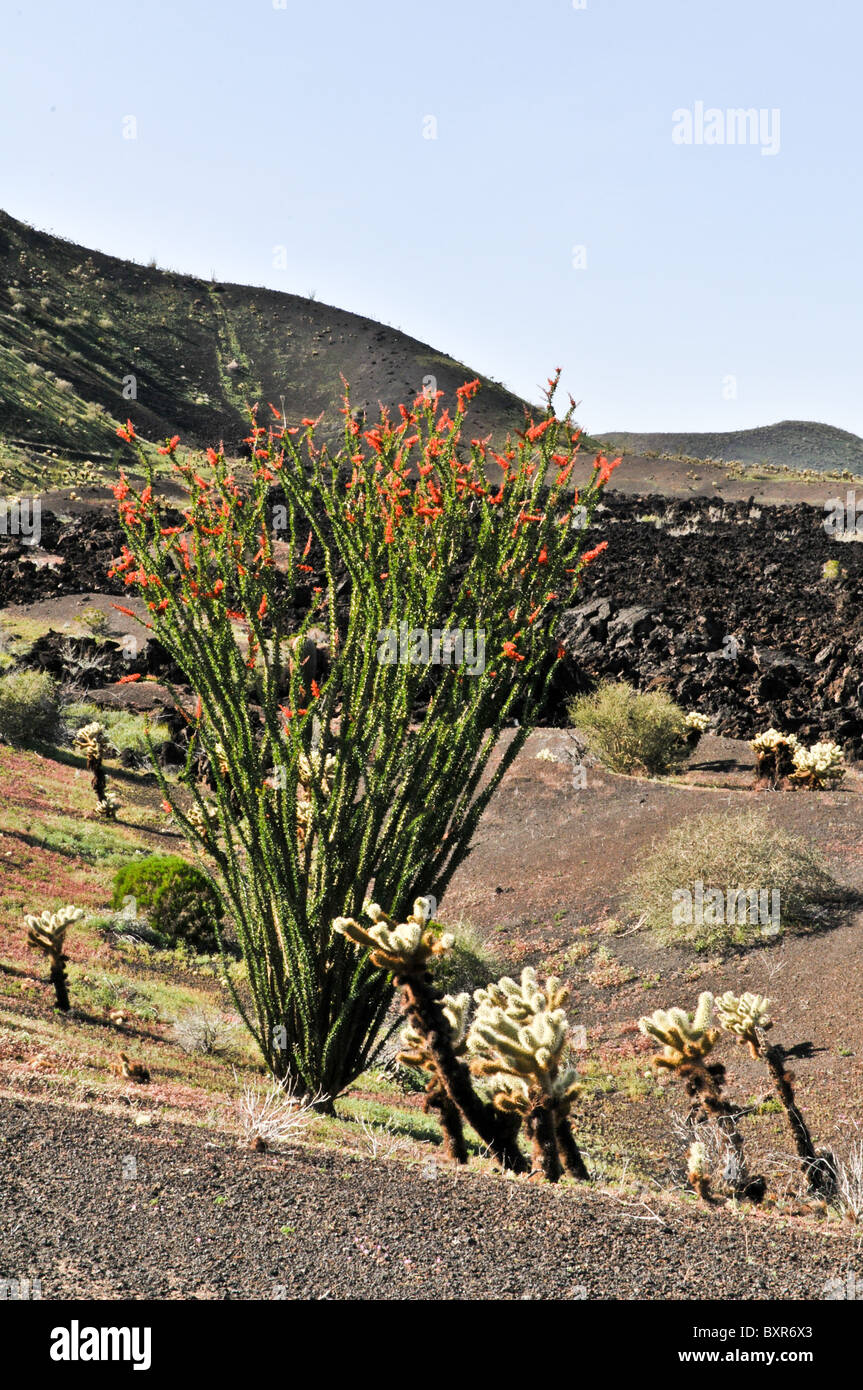 Ocotillo plant in bloom with lava flow in background, El Pinacate Biosphere Reserve, Sonora, Mexico Stock Photo