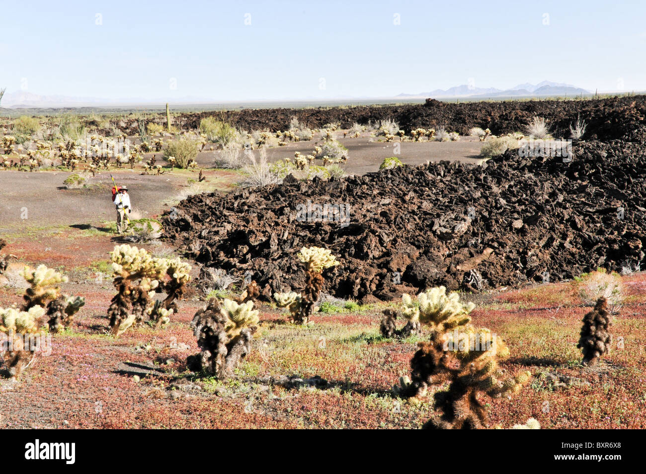 Geologist viewing lava flow near El Tecolote Cinder Cone, El Pinacate Biosphere Reserve, Sonora, Mexico Stock Photo