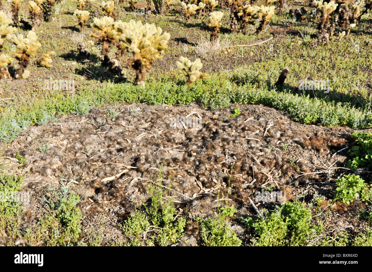 Pack rat's nest, El Pinacate Biosphere Reserve, Sonora, Mexico Stock