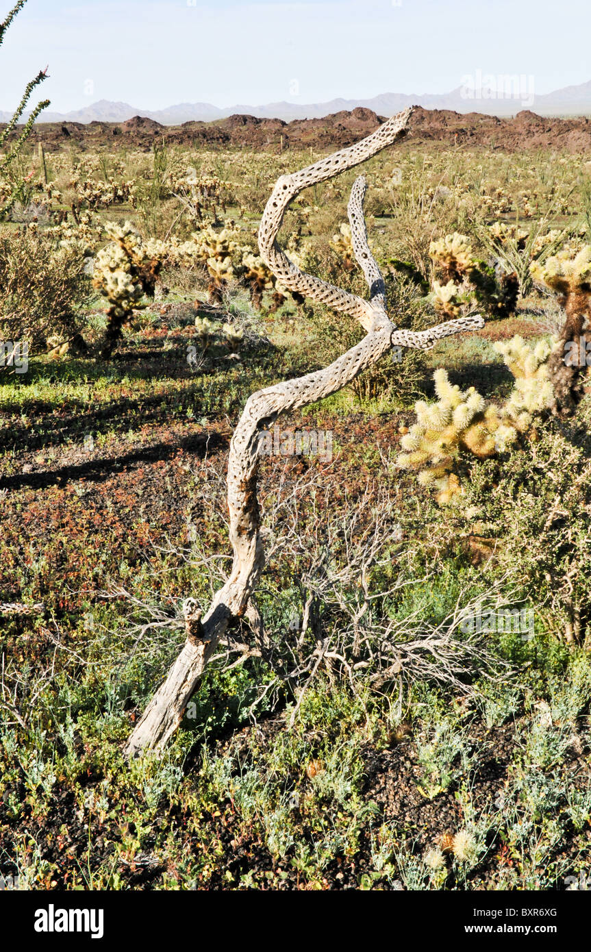 Skeleton of teddy bear cholla cactus, El Pinacate Biosphere Reserve, Sonora, Mexico Stock Photo