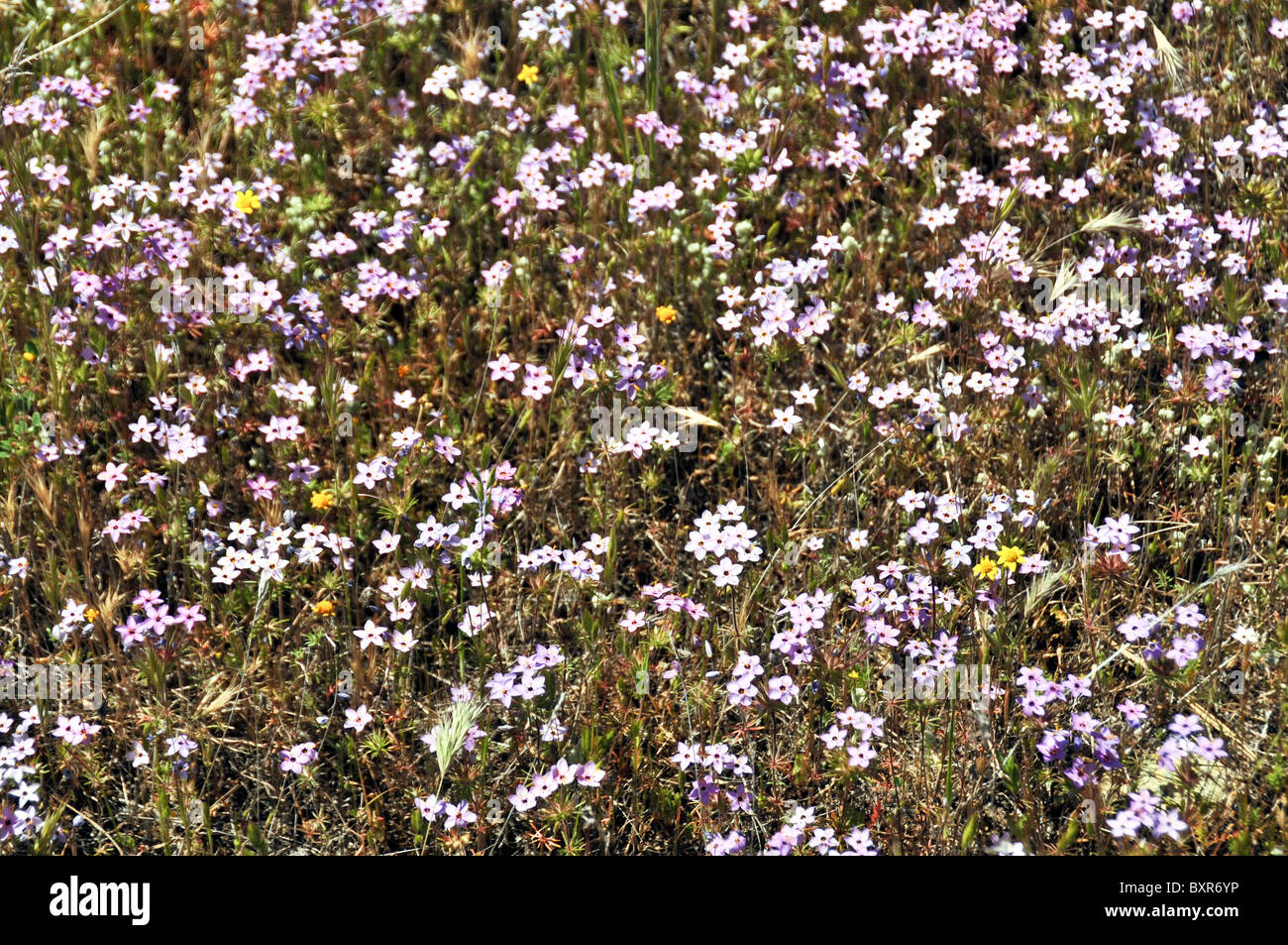 Globe Gilia wildflowers, Figueroa Mountain, Los Padres National Forest, California Stock Photo