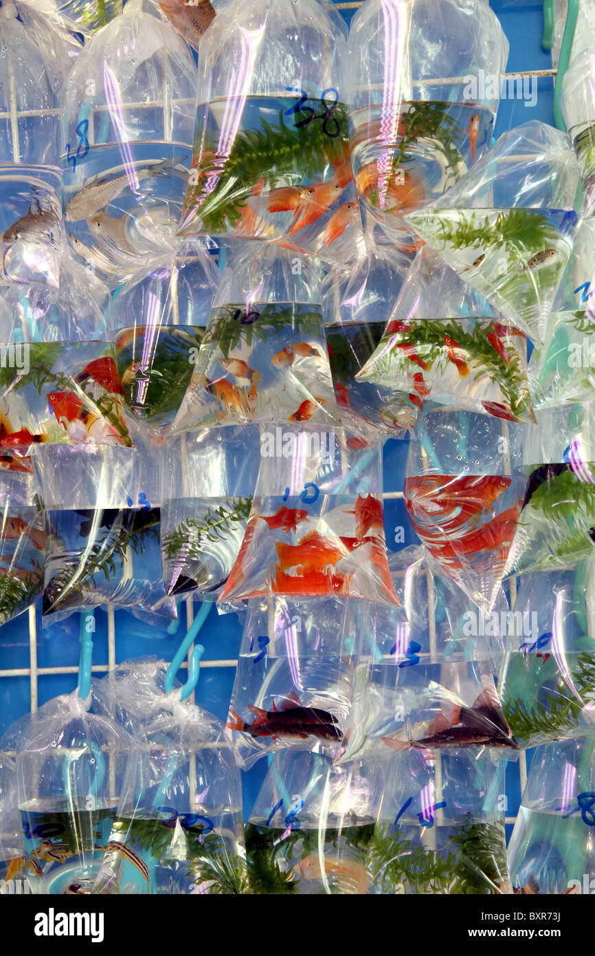 Aquarium pet shop selling goldfish in plastic bags in the fish