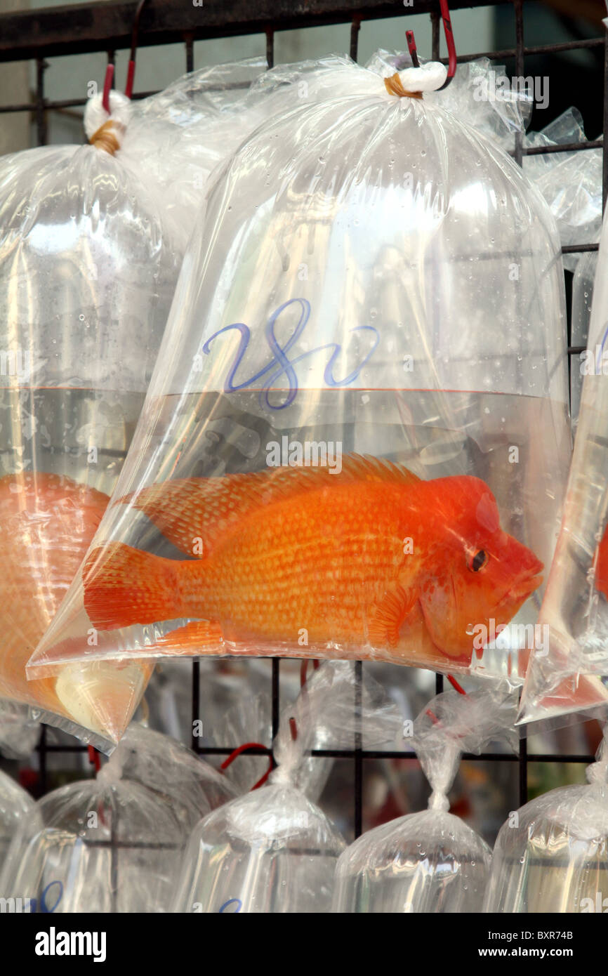 Aquarium pet shop selling goldfish in plastic bags in the fish market area on Tung Choi Street in Kowloon, Hong Kong, China Stock Photo