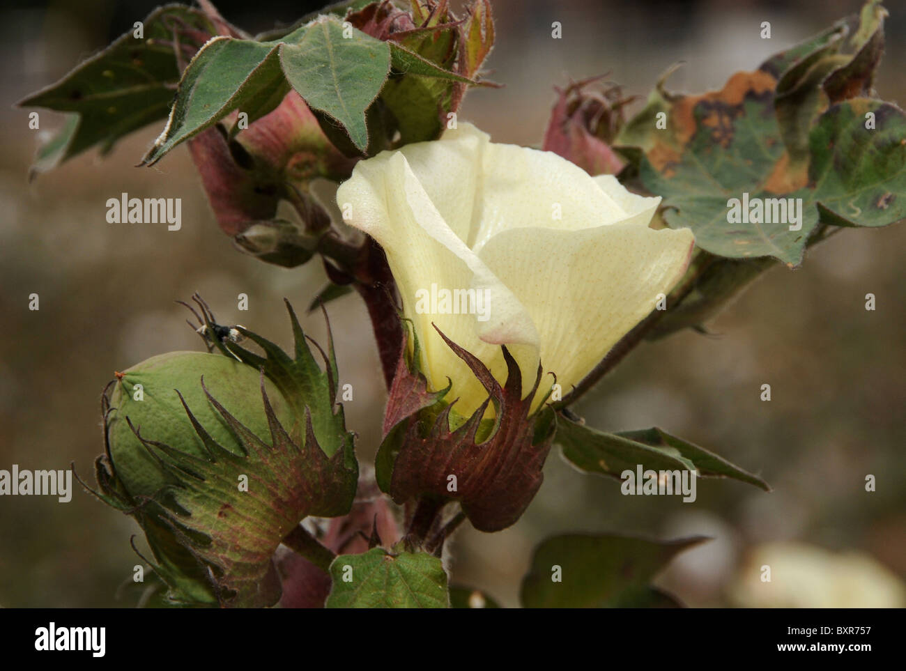 Cotton grown in Tucson, Arizona, USA Stock Photo Alamy