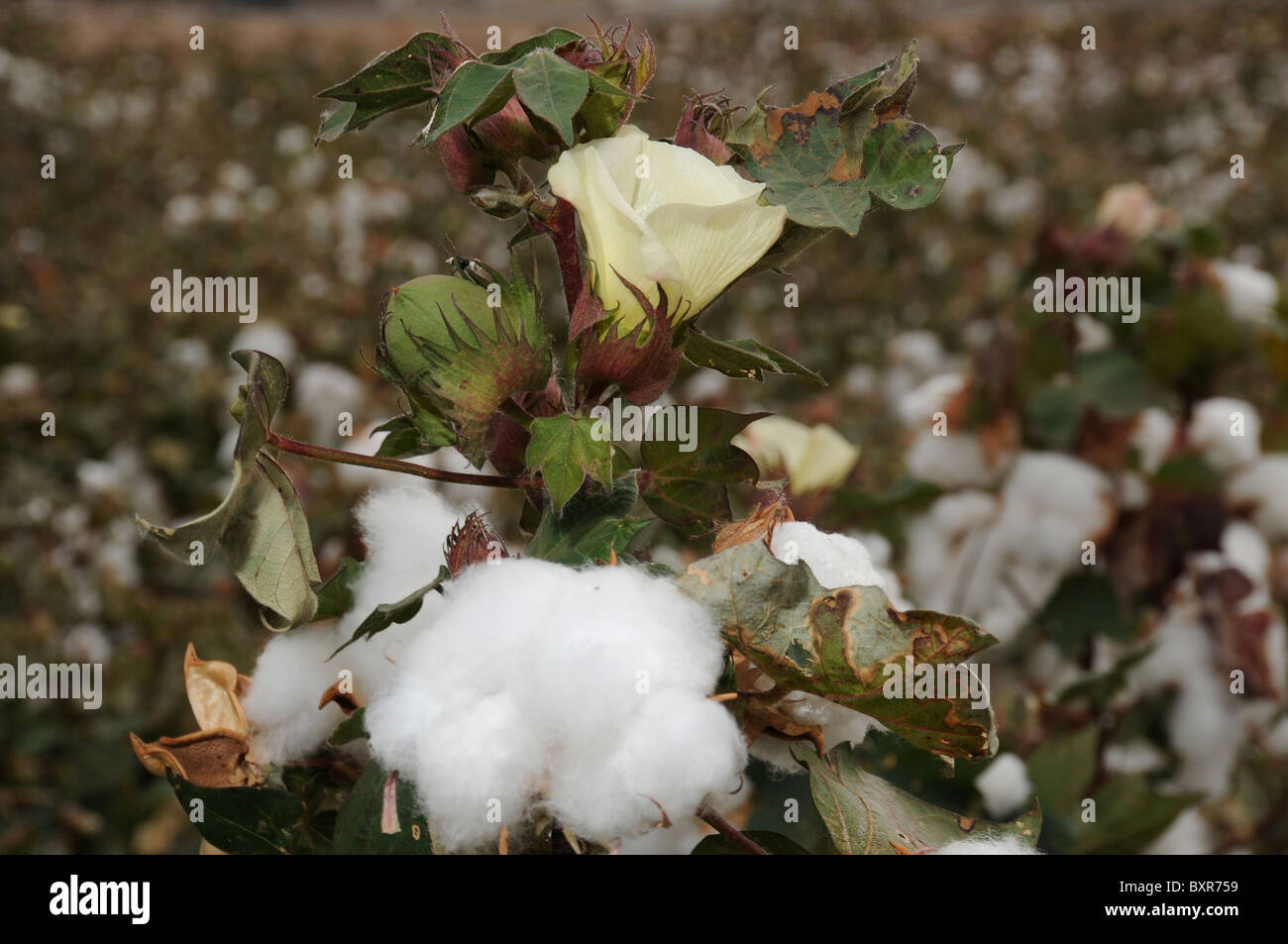 Cotton grown in Tucson, Arizona, USA Stock Photo Alamy