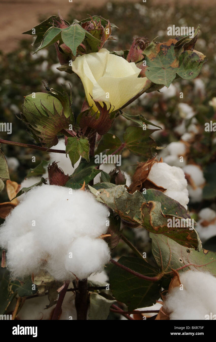 Field flowering cotton plants hires stock photography and images Alamy