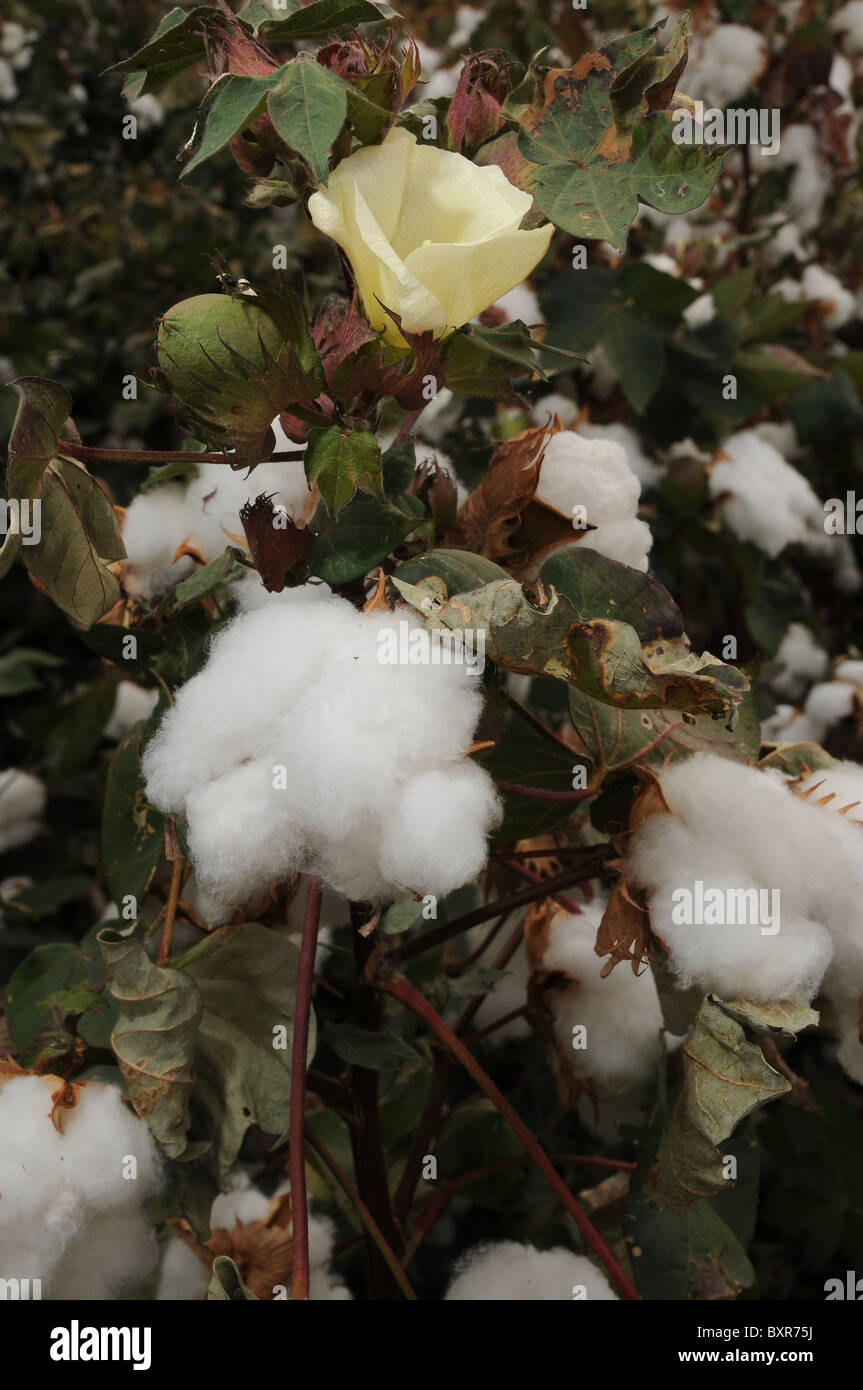 Irrigation of cotton hires stock photography and images Alamy