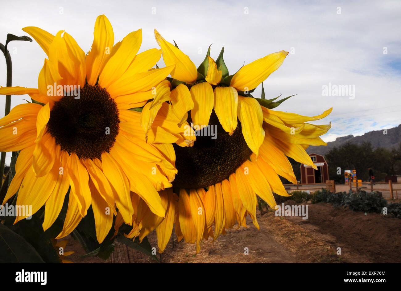 Sunflowers in Tucson, Arizona, USA Stock Photo Alamy