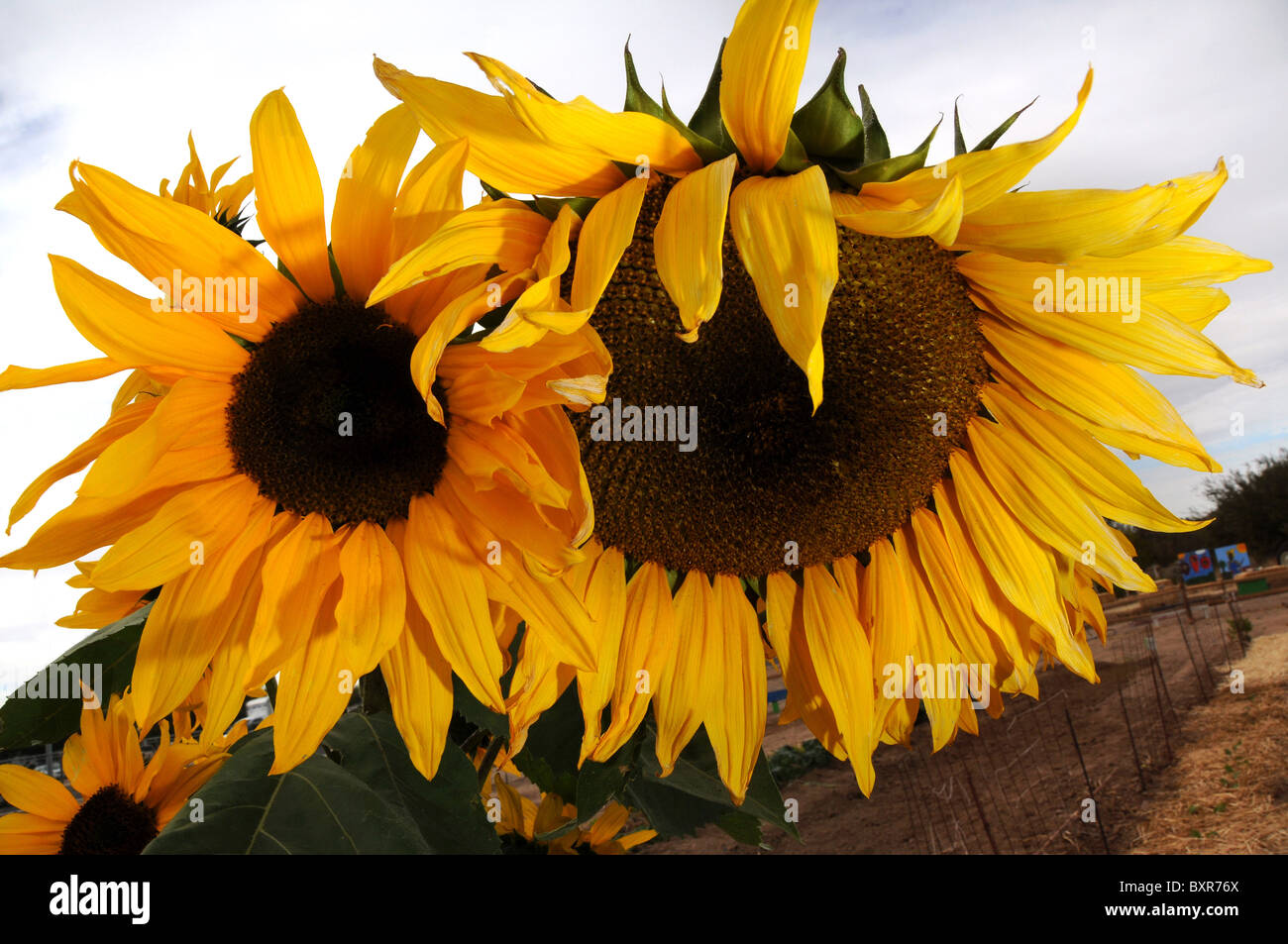 Sunflowers Tucson