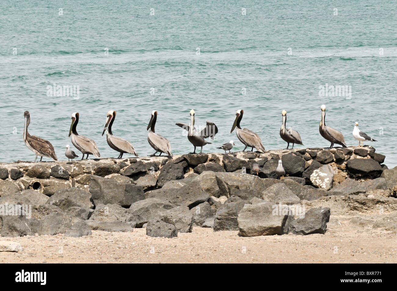 Pelicans on edge of sea, Puerto Penasco, Sonora, Mexico Stock Photo