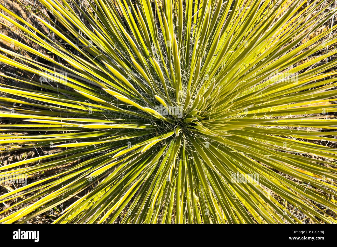 Yucca spines closeup hi-res stock photography and images - Alamy