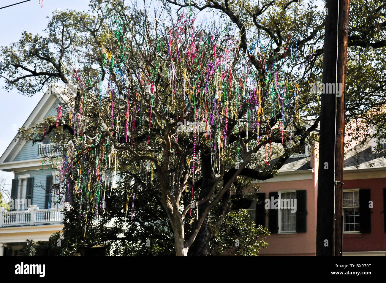 Trees on St. Charles St. Mardi Gras parade route with beads, New Orleans, Louisiana Stock Photo