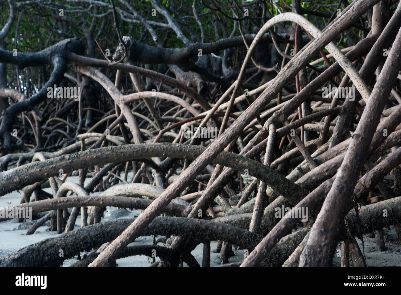 Detail of aerial root structure of mangrove forest trees. Stock Photo