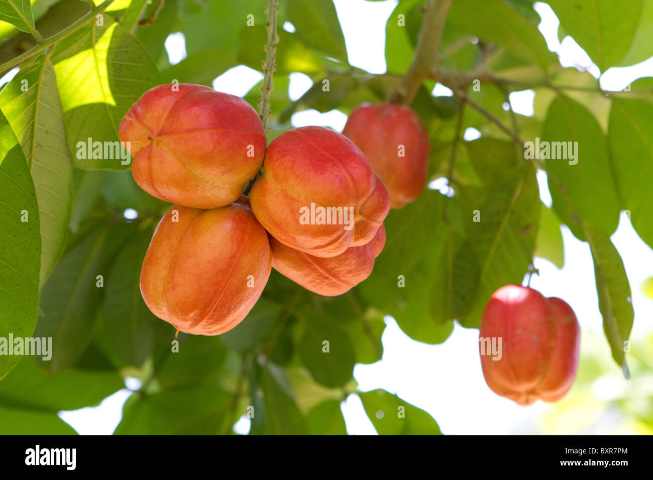 Unripe ackee fruit growing on this tree in Jamaica is poisonous in this unripened state. Stock Photo