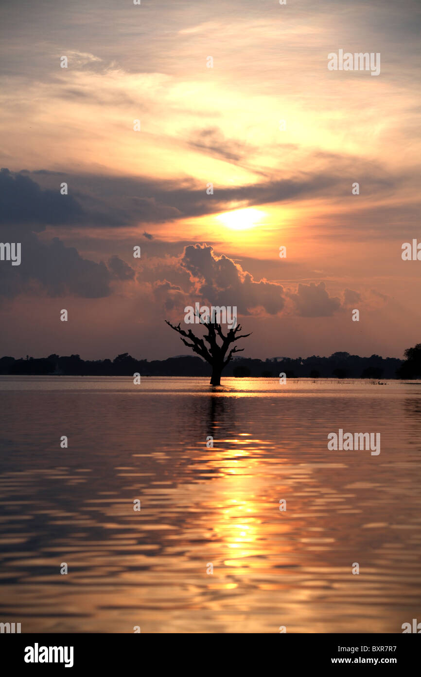 An isolated tree near the U Bein teak bridge, which spans Taugthaman Lake in Amarapura near Mandalay in Myanmar (Burma) Stock Photo