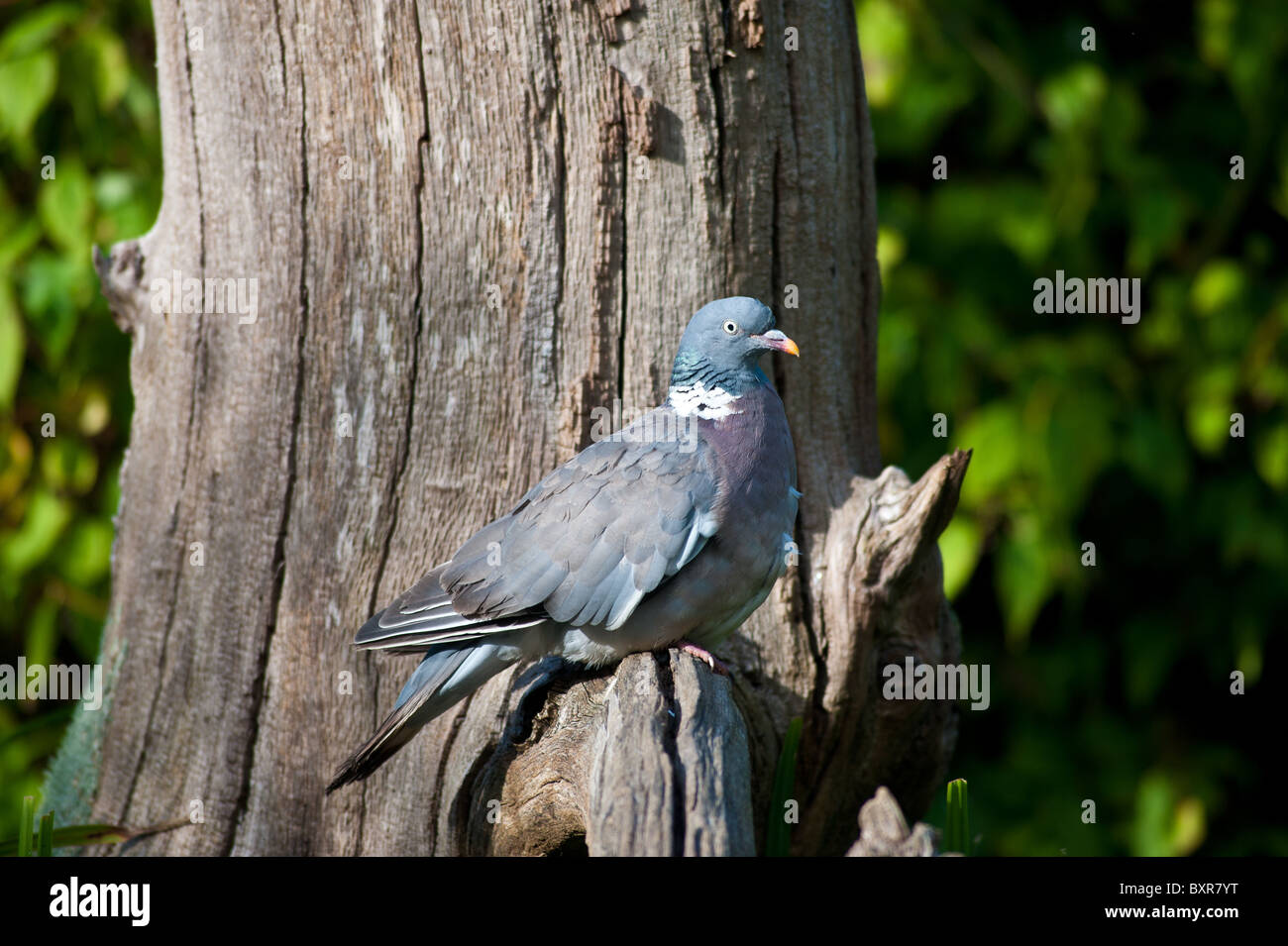 A Wood Pidgeon sat on an old tree Stock Photo