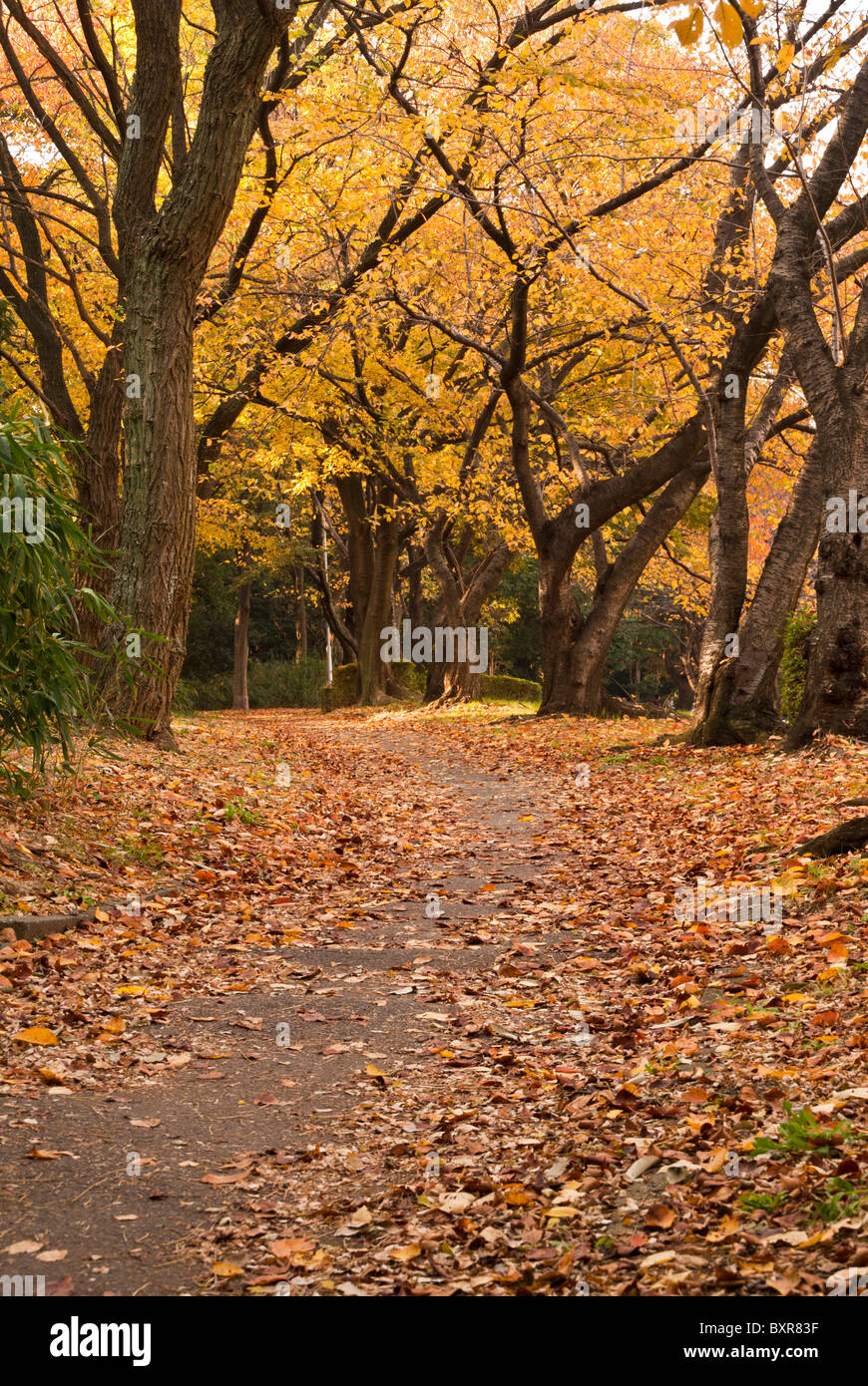 Japan Trees Path A tree-lined path winds through a Japanese park Stock Photo - Alamy