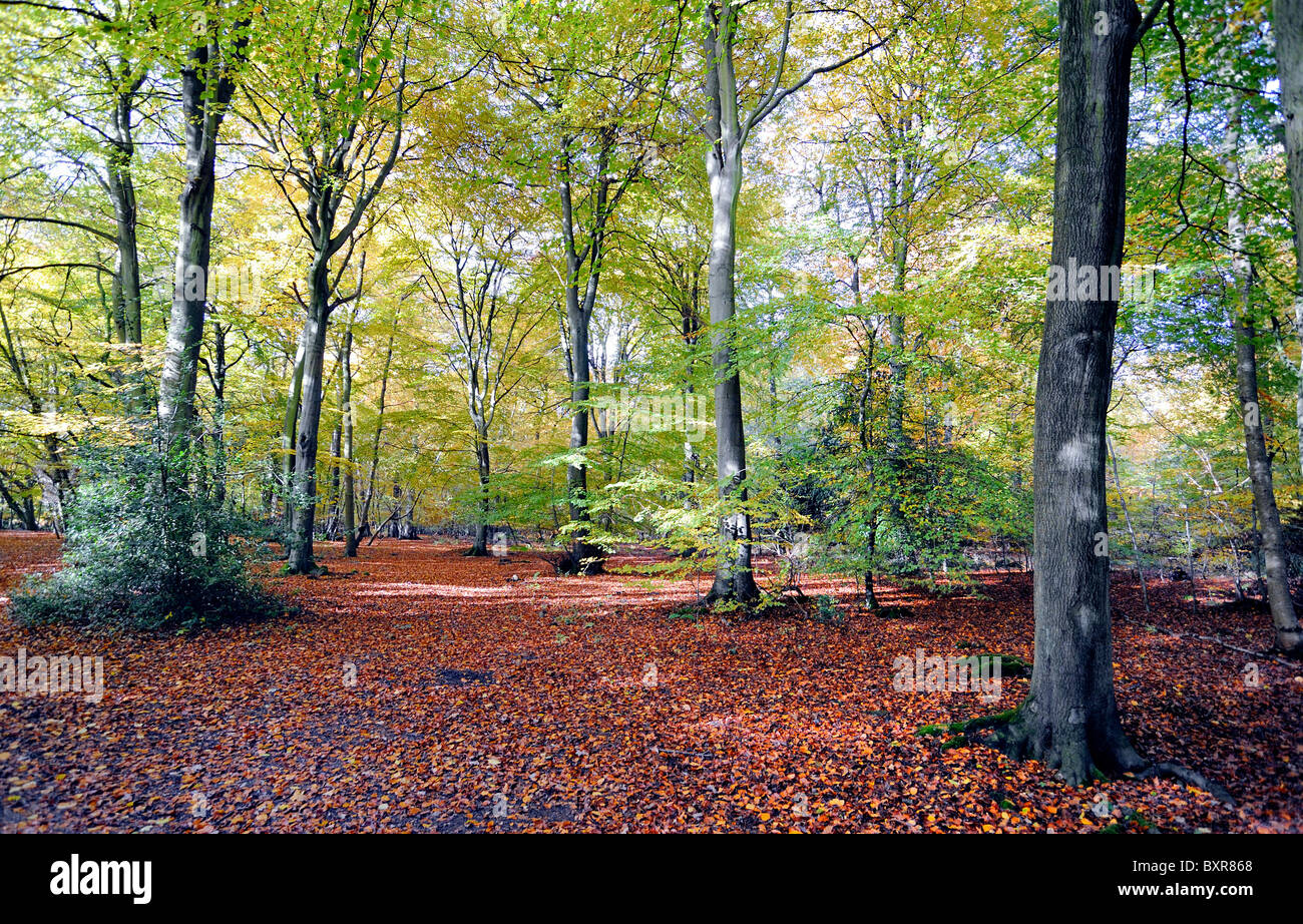 Forest floor with carpet of leaves hi-res stock photography and images ...