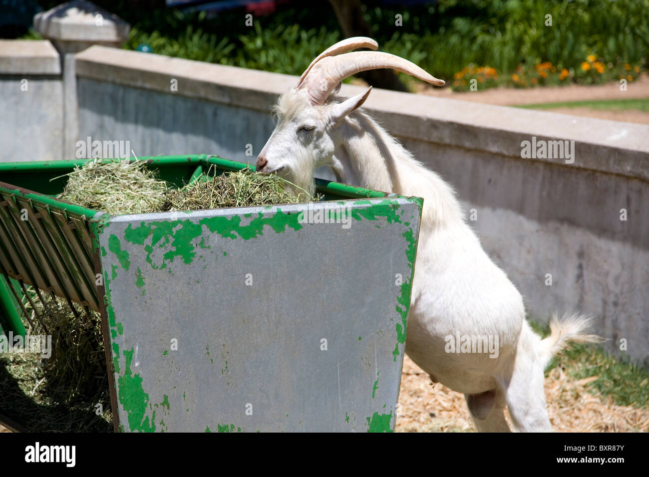 Goat Feeding Stock Photo