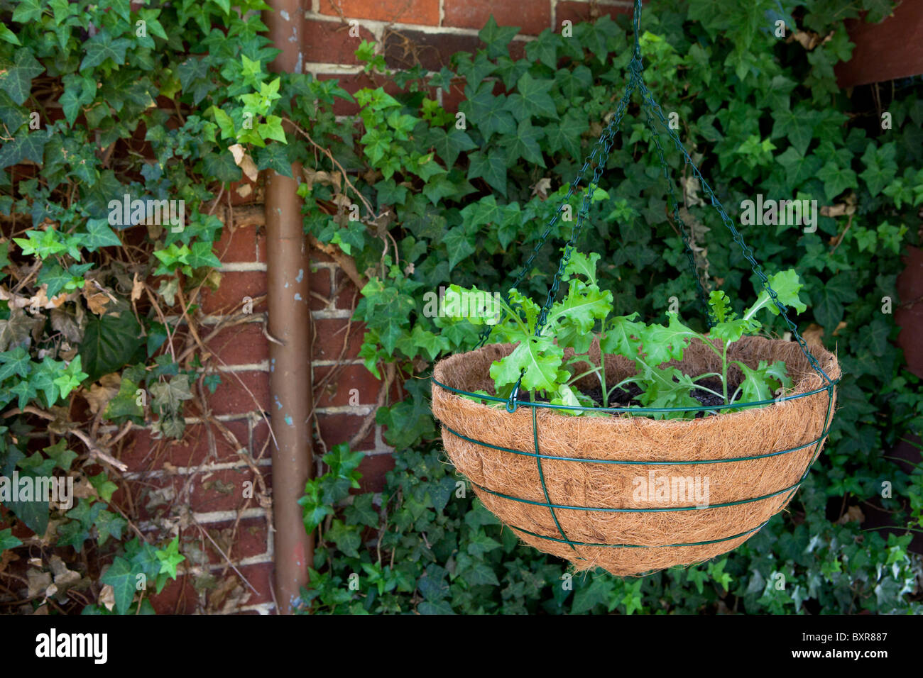 Lettuce growing in a hanging basket Stock Photo Alamy