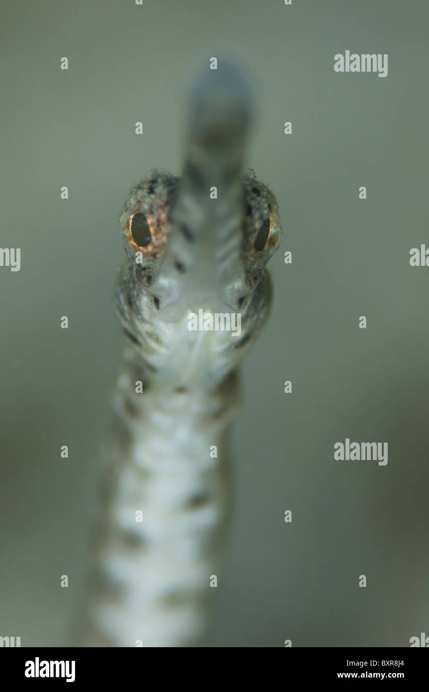 Schultz's Pipefish, Corythoichthys schultzi, portrait, Lankayan, Malaysia, Borneo Stock Photo