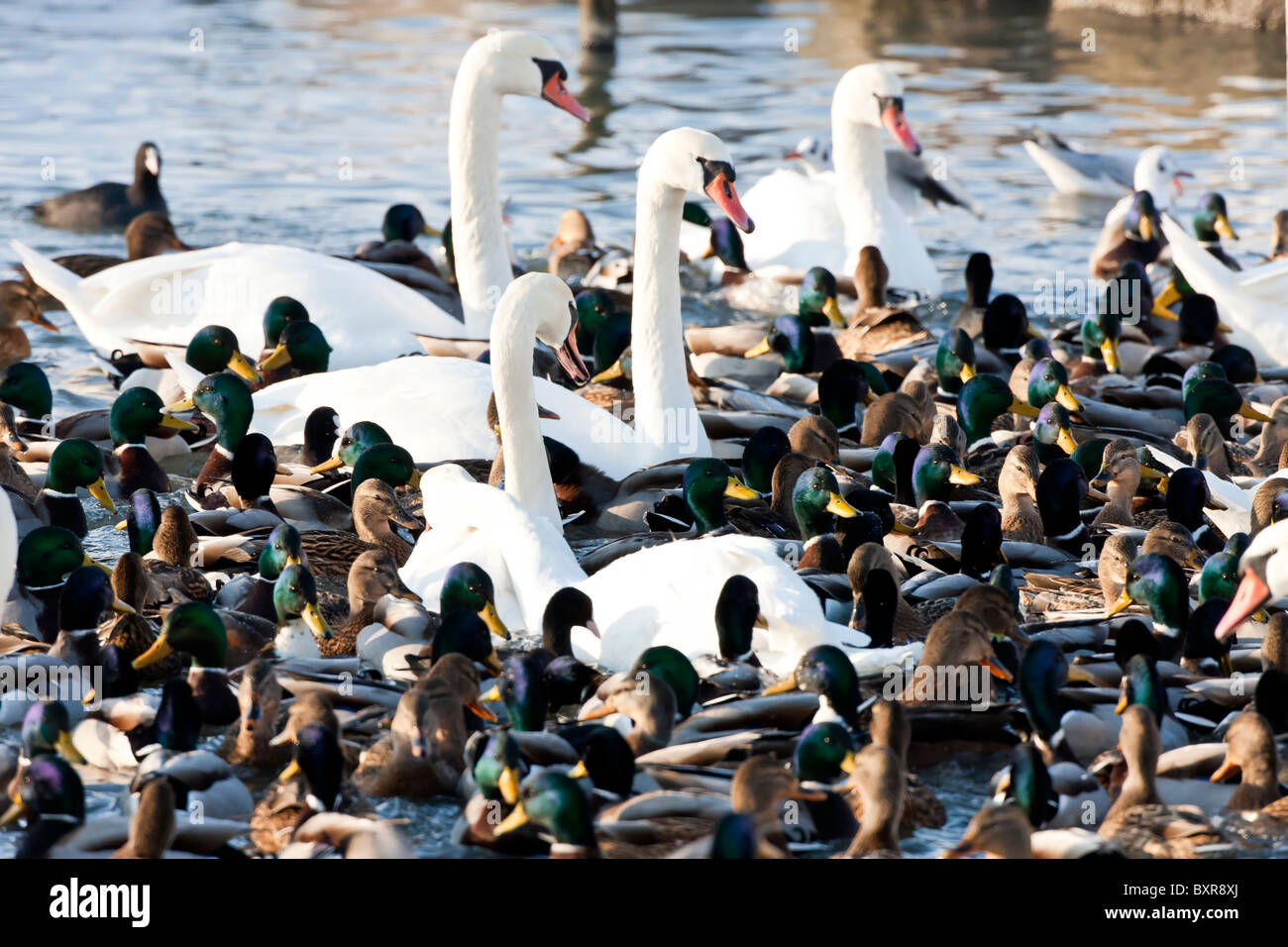 Many birds met at the opening in the ice Stock Photo