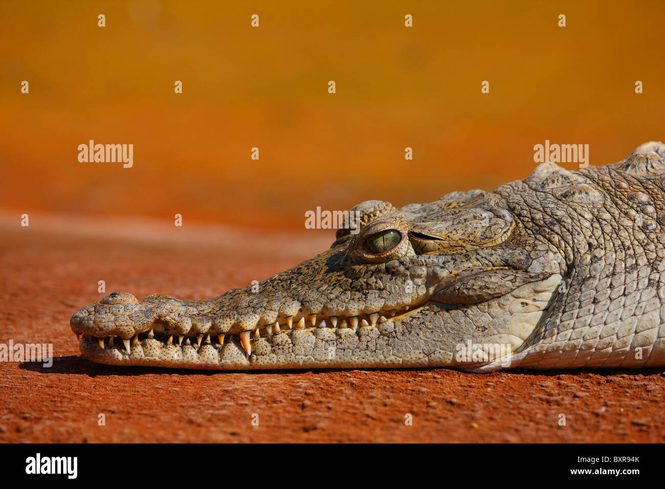 Alligator sleeps on the rock. Everglades national park, Miami - Florida Stock Photo