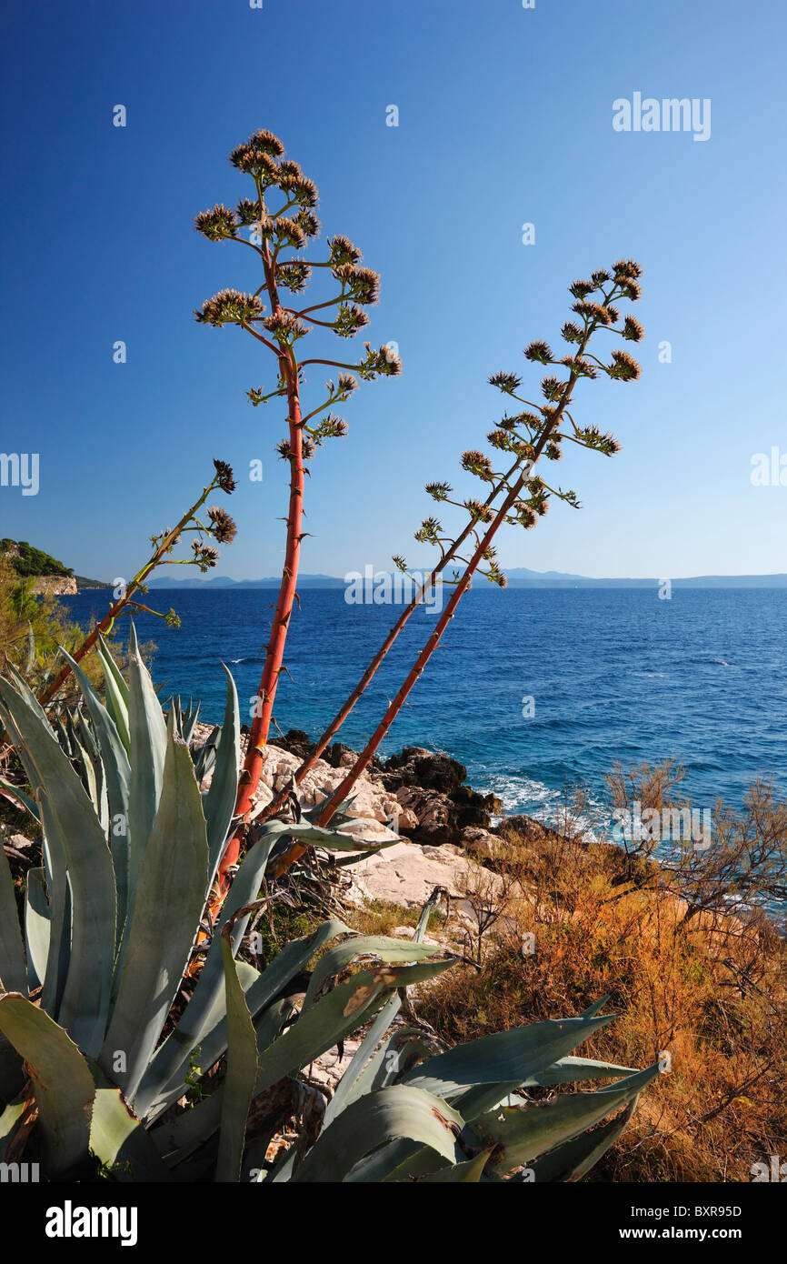 Agava with sea at the back, coastline in Croatia, Makarska Stock Photo