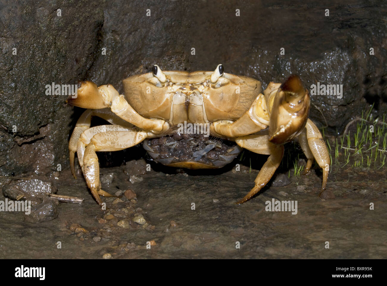 Female Crab with young ones Stock Photo Alamy
