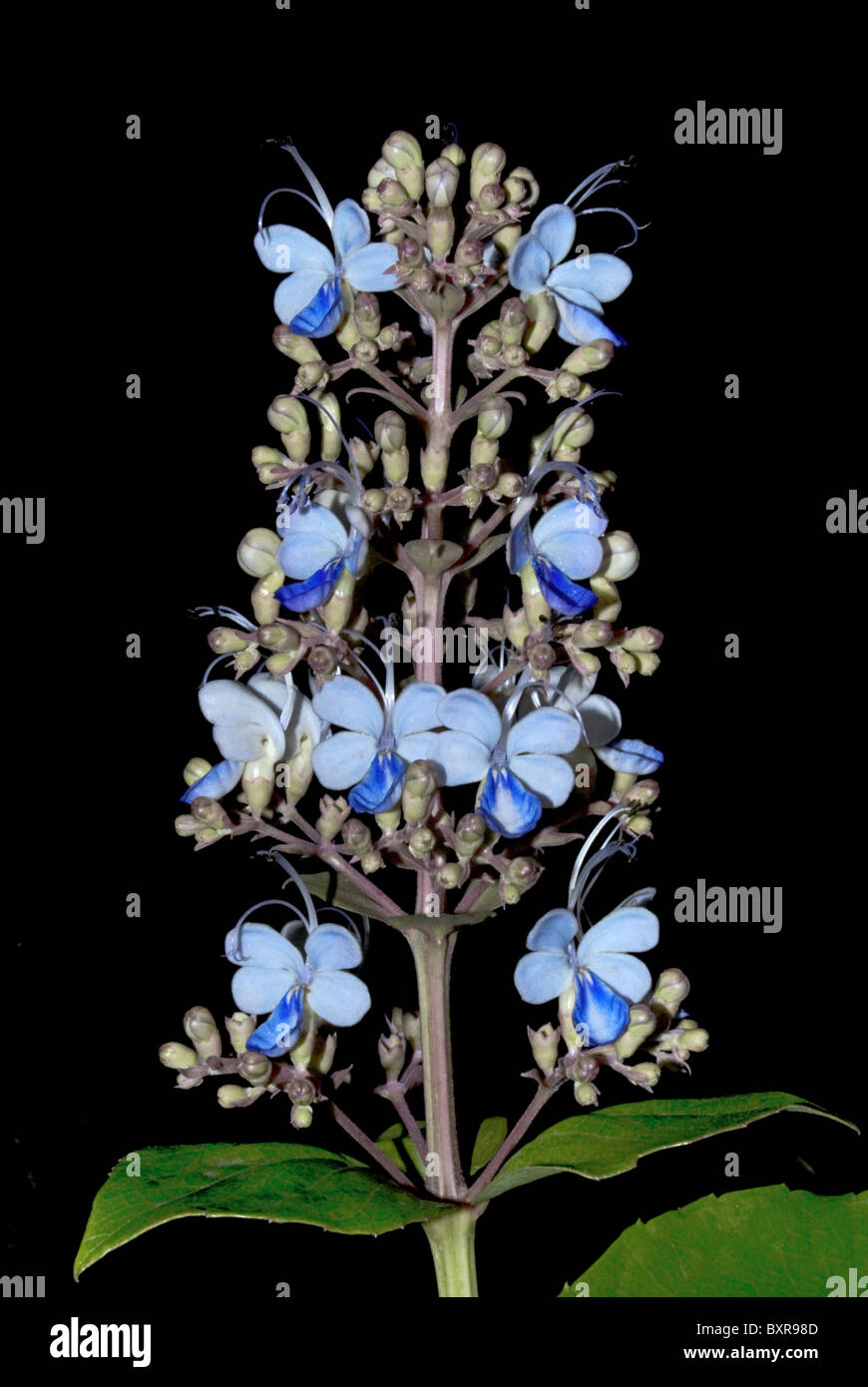 Bharang, Scientific Name:  Clerodendrum serratum Stock Photo