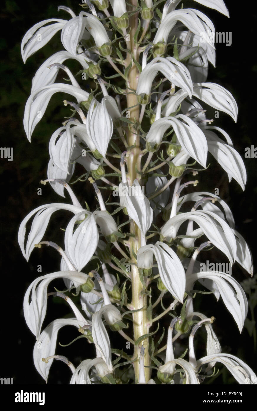 Wild Tobacco, Scientific Name Lobelia nicotianaefolia Stock Photo Alamy
