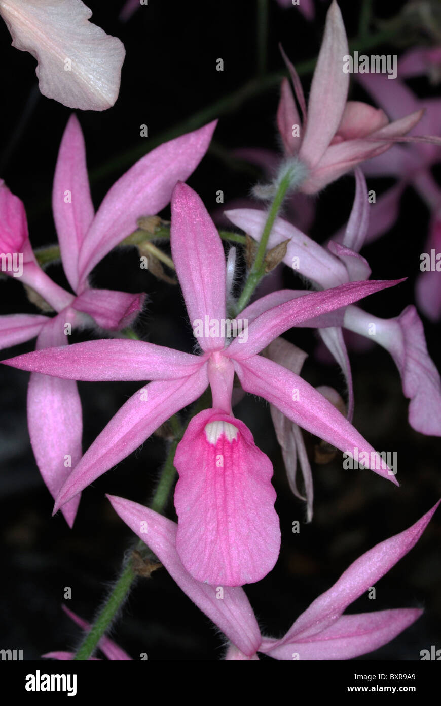 Thai orchid,calanthe rosea,Chiang Mai,Thailand Stock Photo