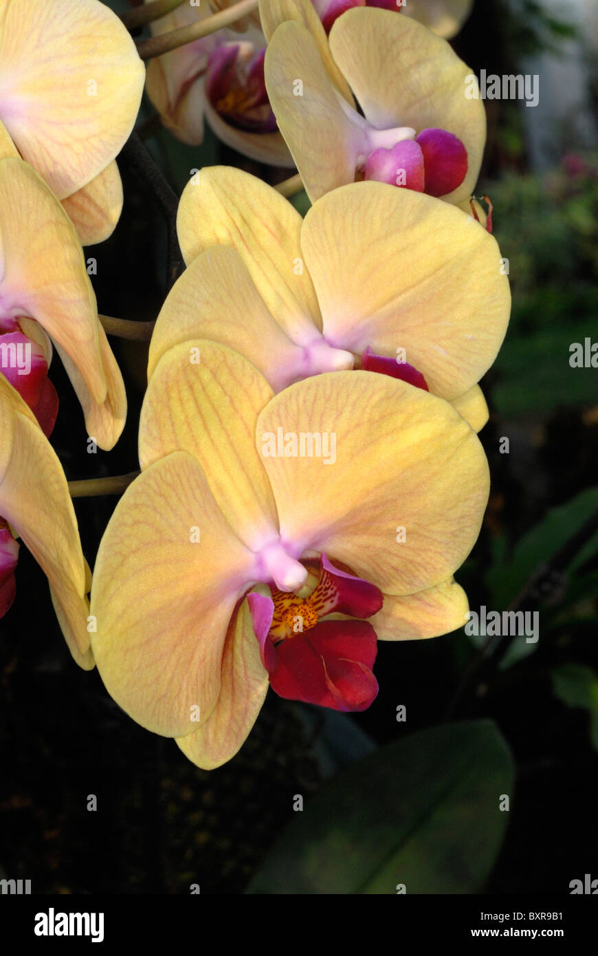 Vanda orchids in Chiang Mai,Thailand Stock Photo