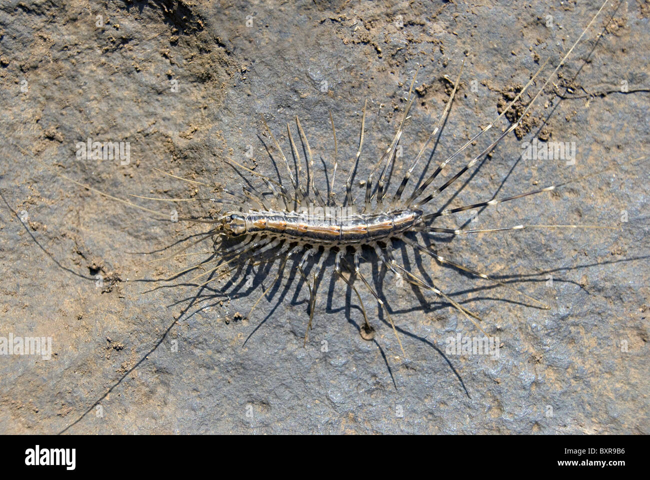 House centipede, Scientific Name Scutigeromorpha spp Stock Photo Alamy