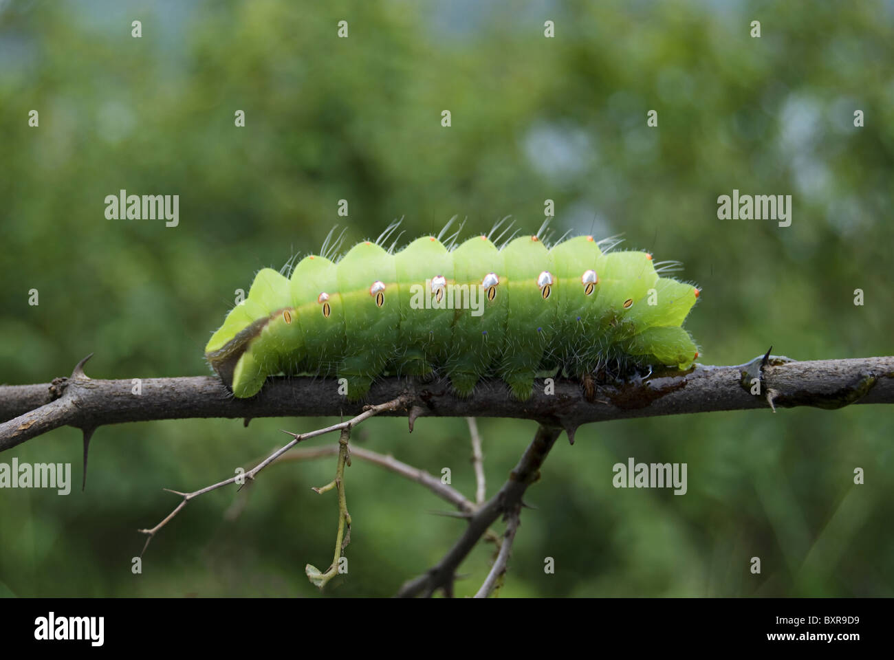 Polyphemus Moth caterpillar (Antheraea polyphemus) Pune Stock Photo Alamy