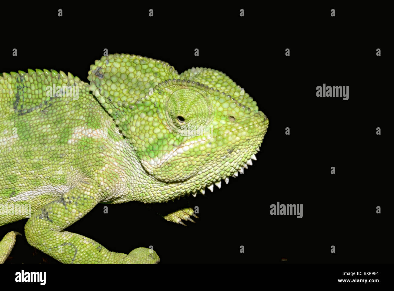 Chameleon (Scientific Name} Mulashi Stock Photo