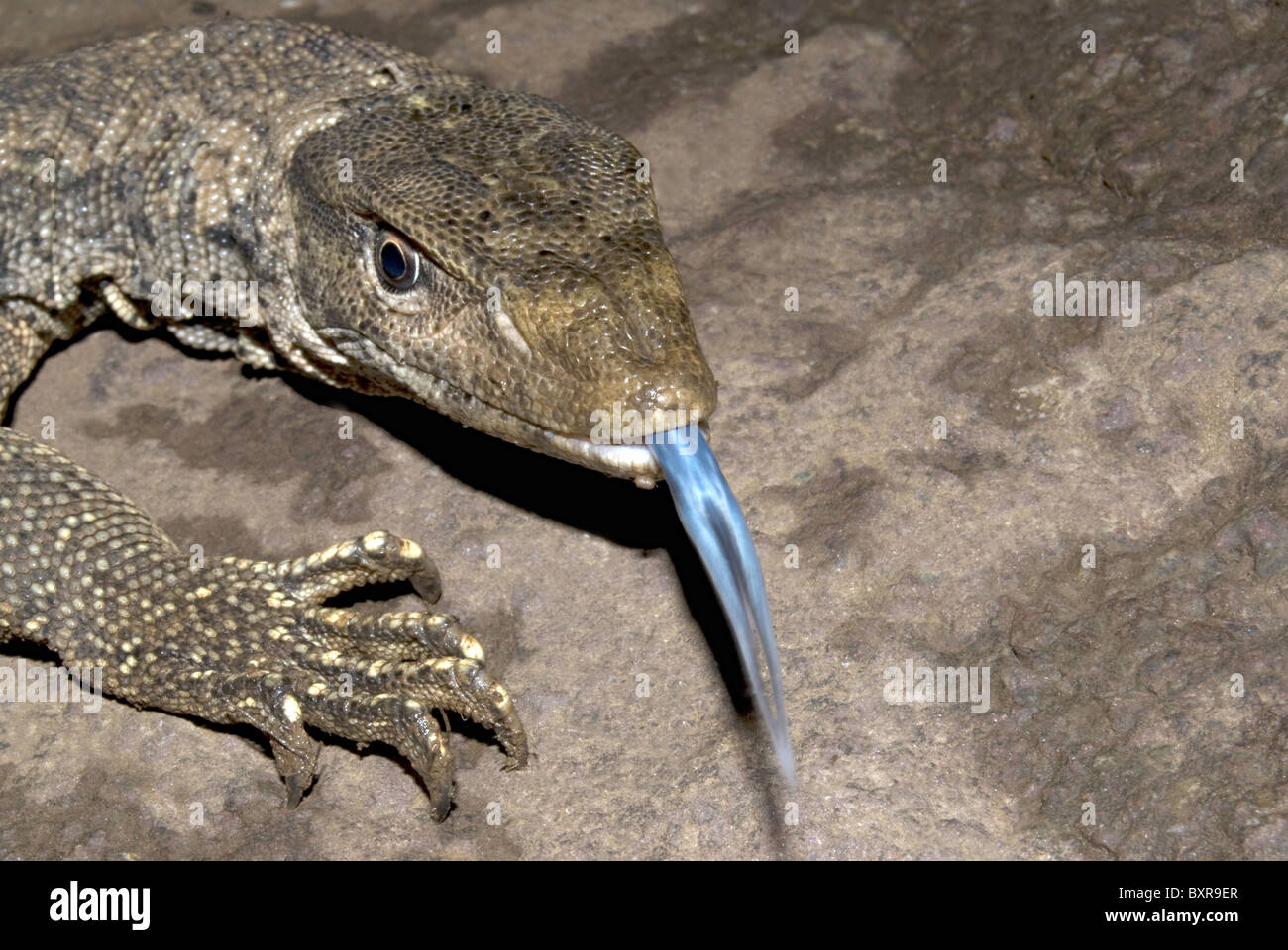 Monitor lizard ( Varanus bengalensis) Mulshi, Pune Stock Photo - Alamy