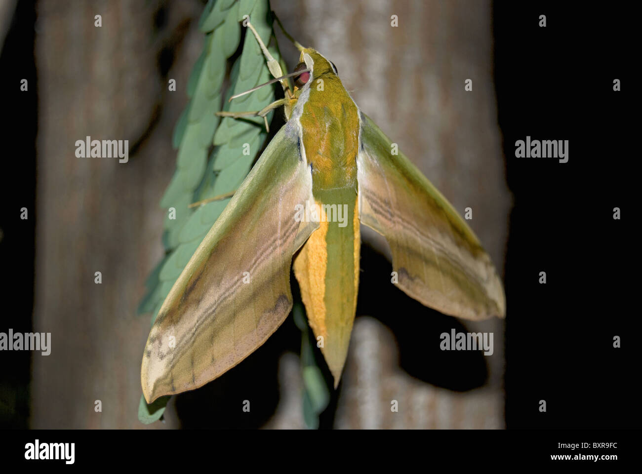 Hawk moth Pune Stock Photo