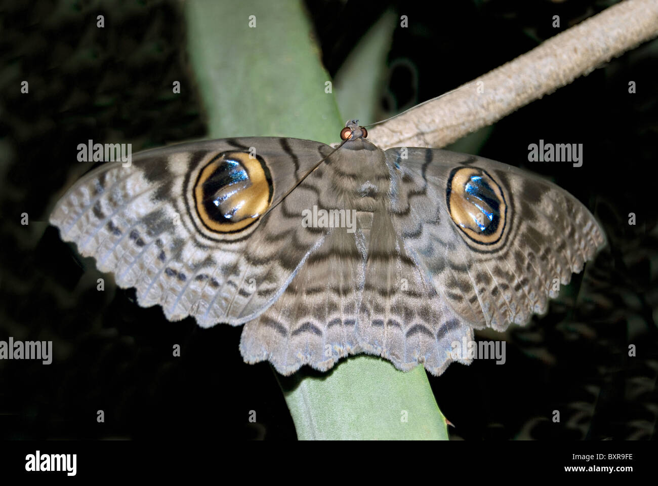 Owl moth Mulashi Pune Stock Photo