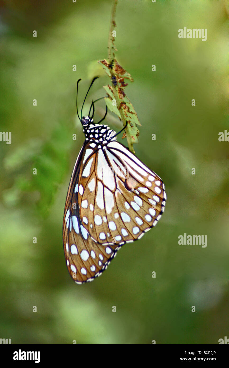 BLUE TIGER BUTTERFLY  Tirumala limniace Nymphalidae : Brush Footed Butterflies Stock Photo
