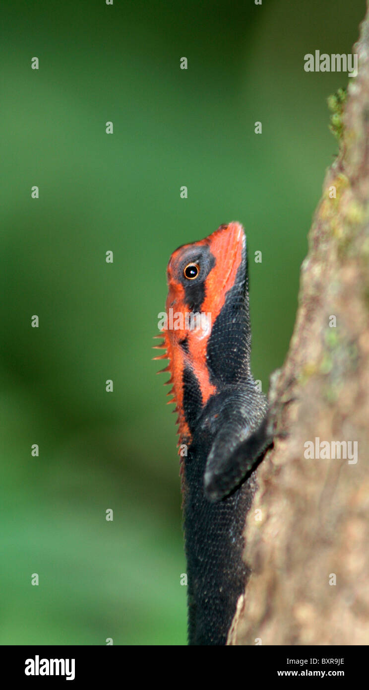 FOREST CALOTES,  Calotes rouxii, Male in breeding color in the monsoons in Mhadei Wildlife sanctuary, Goa, India Stock Photo