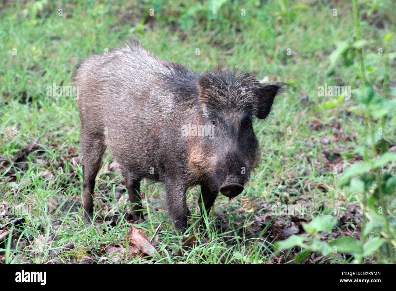 Wild boar are also known by various names, including wild hogs or ...