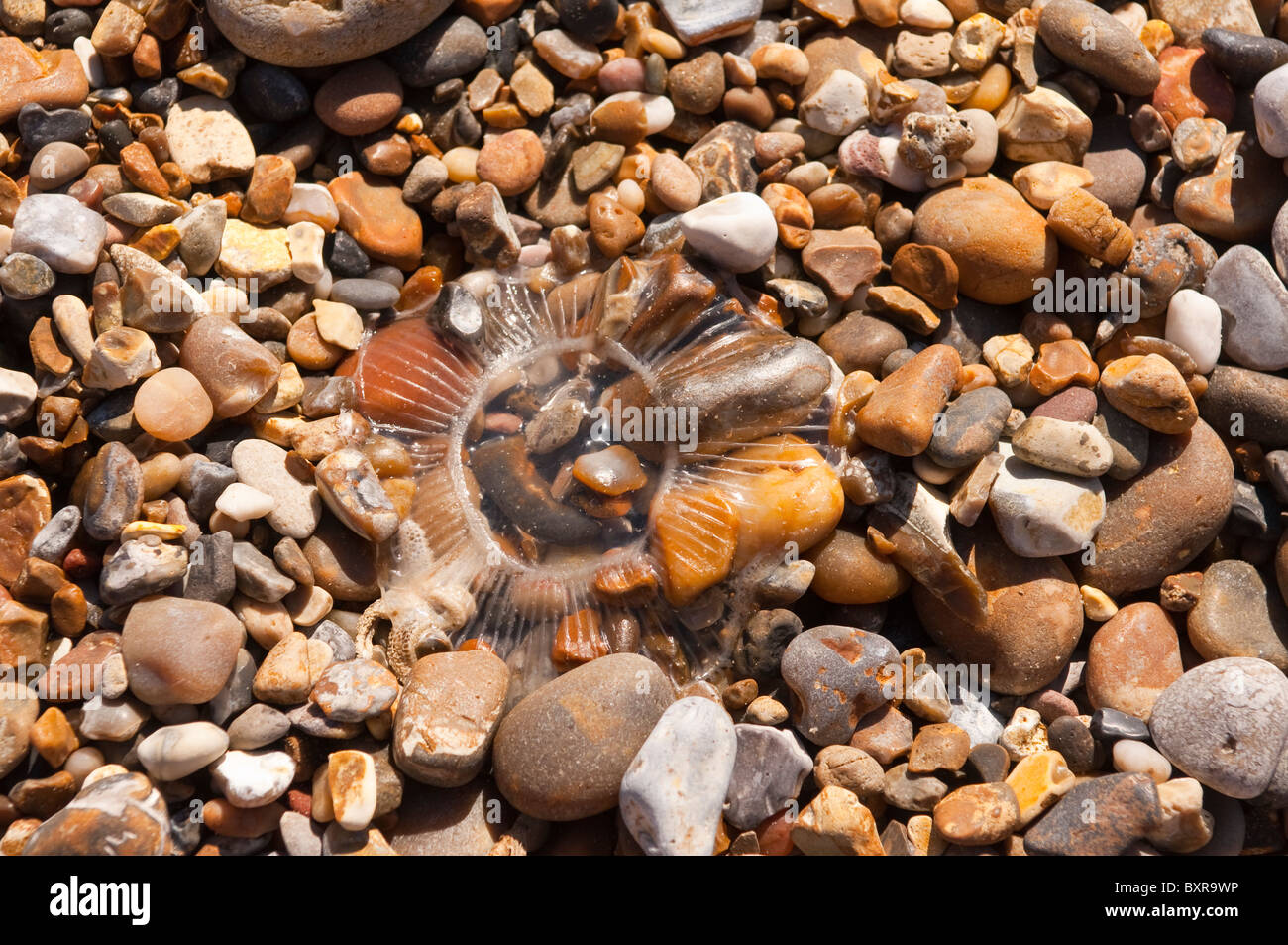 A Jellyfish on a Uk beach Stock Photo